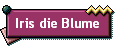 Iris die Blume